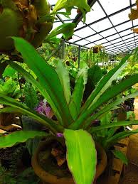 Attēlu rezultāti vaicājumam “Commelinaceae”