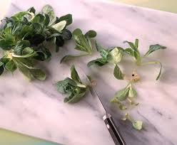 Image result for Feldsalat