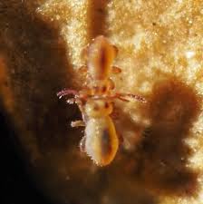 Attēlu rezultāti vaicājumam “Symphypleona”