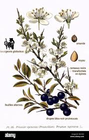 Attēlu rezultāti vaicājumam “Prunus spinosa”