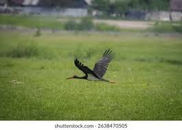 Attēlu rezultāti vaicājumam “Ciconia nigra adult”