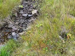 Attēlu rezultāti vaicājumam “Sphagnum teres”