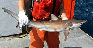 Image result for Carcharhinus obscurus