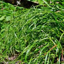 Attēlu rezultāti vaicājumam “Carex elongata”