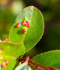 Attēlu rezultāti vaicājumam “Salix pentandra fruit”