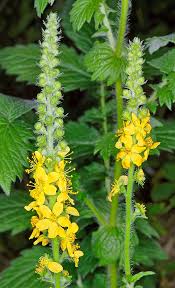 Attēlu rezultāti vaicājumam “Agrimonia eupatoria fruit”