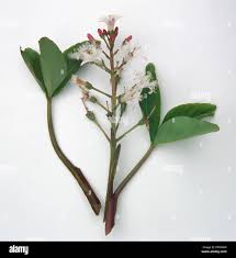 Attēlu rezultāti vaicājumam “Menyanthes trifoliata leaf”