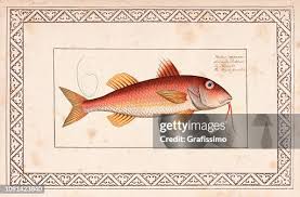 Image result for Mullus surmuletus