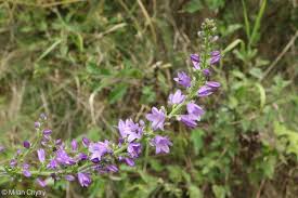 Attēlu rezultāti vaicājumam “Campanula bononiensis”