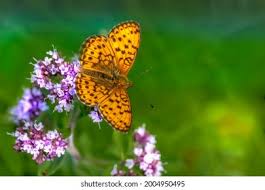 Attēlu rezultāti vaicājumam “Brenthis ino upperside”