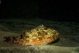 Image result for Sparisoma axillare