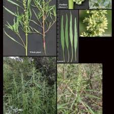 Attēlu rezultāti vaicājumam “Amaranthaceae”