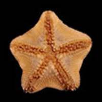 Attēlu rezultāti vaicājumam “Hoplia parvula imago”