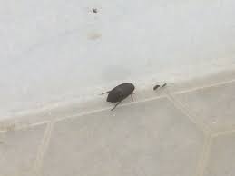 Attēlu rezultāti vaicājumam “Ilybius sp.”