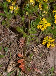 Attēlu rezultāti vaicājumam “Barbarea vulgaris subsp. arcuata fruit”