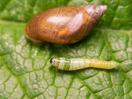 Attēlu rezultāti vaicājumam “Leucochloridium paradoxum”