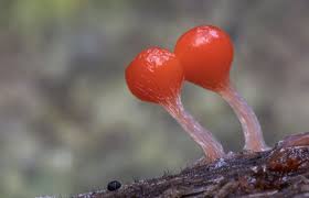 Attēlu rezultāti vaicājumam “Hemitrichia decipiens spores”