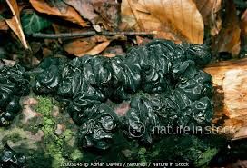 Attēlu rezultāti vaicājumam “Exidia glandulosa”