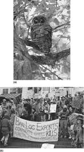 Attēlu rezultāti vaicājumam “Symphytocarpus trechisporus young”