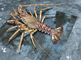 Image result for Palinurus elephas