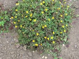 Attēlu rezultāti vaicājumam “Oxalis corniculata fruit”