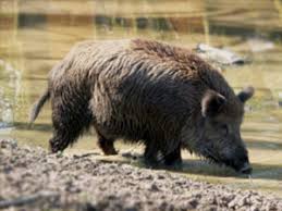 Attēlu rezultāti vaicājumam “Sus scrofa”