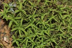 Attēlu rezultāti vaicājumam “Bryoerythrophyllum recurvirostrum”