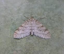 Attēlu rezultāti vaicājumam “Trichopteryx carpinata”