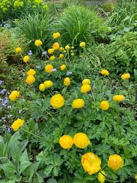 Attēlu rezultāti vaicājumam “Trollius europaeus”