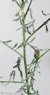 Attēlu rezultāti vaicājumam “Centaurea stoebe leaf”