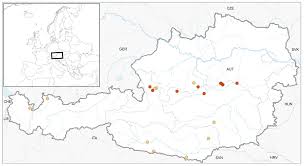 Attēlu rezultāti vaicājumam “Scapania apiculata”