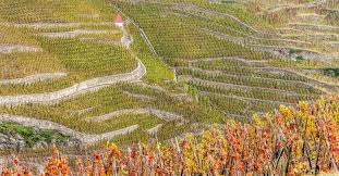 Image result for rôtie