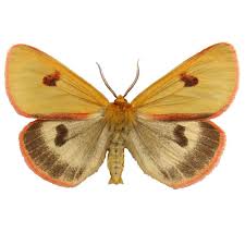 Attēlu rezultāti vaicājumam “Diacrisia sannio female”