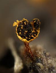 Attēlu rezultāti vaicājumam “Craterium aureum”