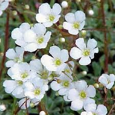 Attēlu rezultāti vaicājumam “Saxifraga cymbalaria flower”