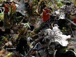 Attēlu rezultāti vaicājumam “Peltigera polydactylon”