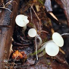 Attēlu rezultāti vaicājumam “Cudoniella clavus”