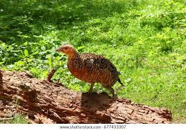 Attēlu rezultāti vaicājumam “Tetrao urogallus female”