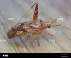 Attēlu rezultāti vaicājumam “Pantilius tunicatus imago”