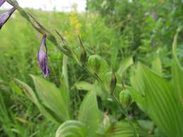 Attēlu rezultāti vaicājumam “Gladiolus imbricatus bud”