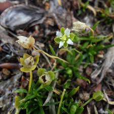 Attēlu rezultāti vaicājumam “Sagina procumbens flower”