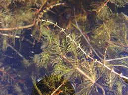 Attēlu rezultāti vaicājumam “Myriophyllum spicatum”