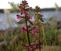 Attēlu rezultāti vaicājumam “Pedicularis palustris fruit”