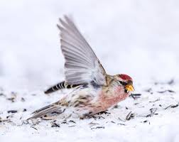 Attēlu rezultāti vaicājumam “Carduelis flammea”