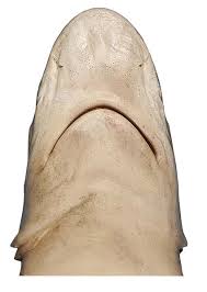 Image result for Carcharhinus obscurus