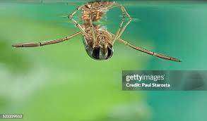 Attēlu rezultāti vaicājumam “Notonecta glauca”