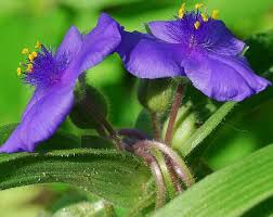 Attēlu rezultāti vaicājumam “Tradescantia virginiana”