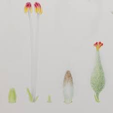 Attēlu rezultāti vaicājumam “Salix myrsinifolia female flower”