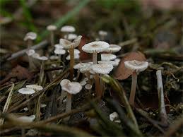 Attēlu rezultāti vaicājumam “Collybia cirrhata”