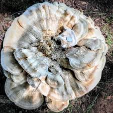 Attēlu rezultāti vaicājumam “Bondarzewia mesenterica”